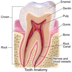 dentine pulp